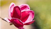 Magnolie 'Genie'®