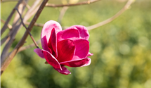 Magnolie 'Genie'®