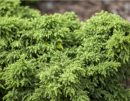 Cryptomeria japonica 'Yokohama' Cryptomeria japonica 'Yokohama'
