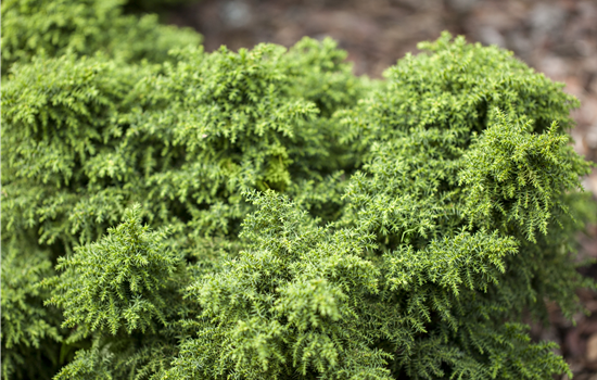 Cryptomeria japonica 'Yokohama'