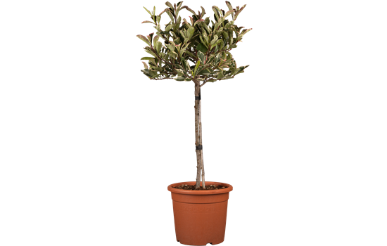 Photinia fras. 'Pink Marble'