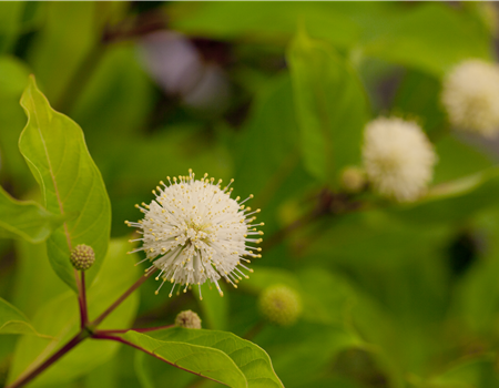 Cephalanthus occ. 'Fiber Optics'