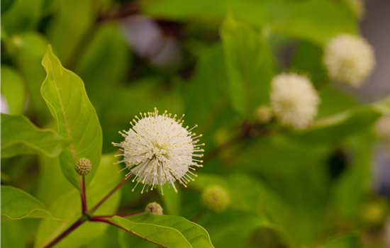 Cephalanthus occ. 'Fiber Optics'
