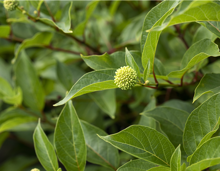 Cephalanthus occ. 'Sugar Shack'