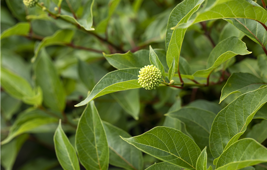 Cephalanthus occ. 'Sugar Shack'