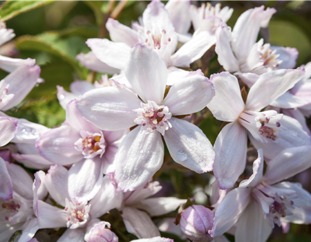 Deutzia 'Mont Rose'
