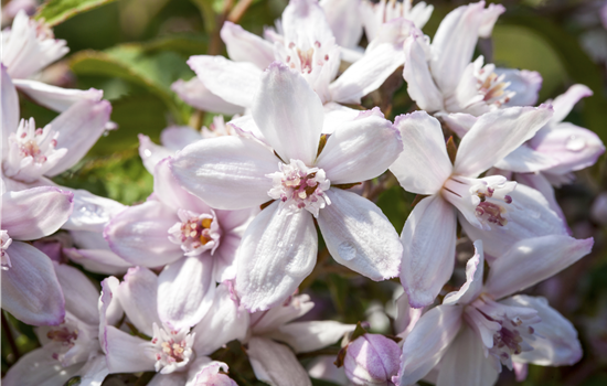 Deutzia 'Mont Rose'