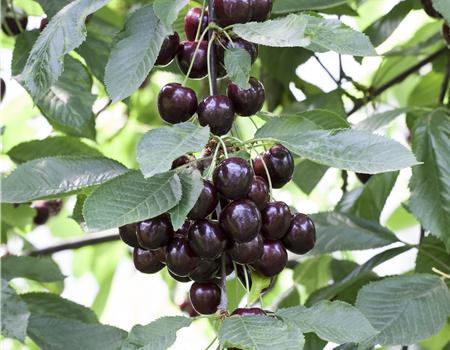 Prunus cer. 'Schattenmorelle'