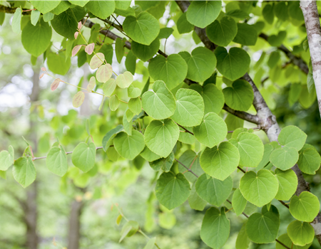 Cercidiphyllum japonicum