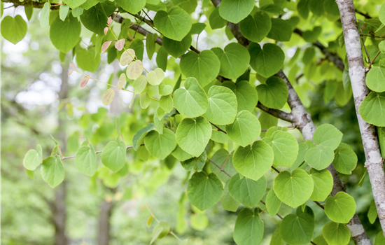 Cercidiphyllum japonicum
