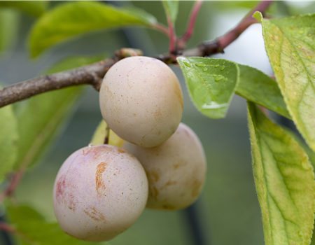 Prunus syr. 'Mirabelle von Nancy' Prunus syr. 'Mirabelle von Nancy'