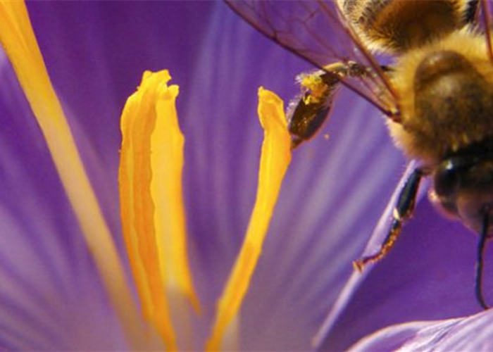 Die Biene – Ein Allroundtalent Die Biene – Ein Allroundtalent