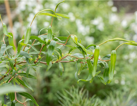 Salix erythroflexuosa