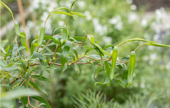Salix erythroflexuosa