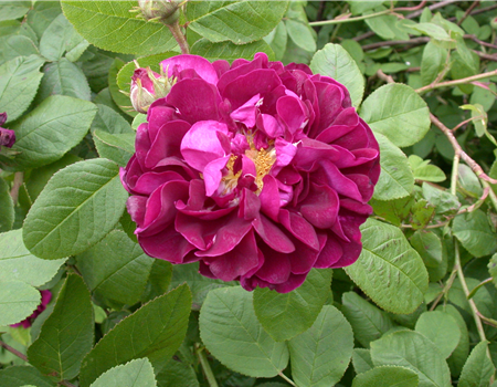 Rosa rugosa 'Hansa' Rosa rugosa 'Hansa'