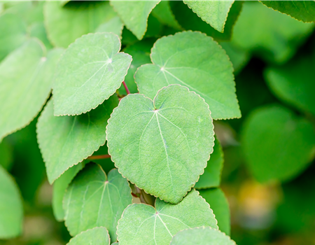 Cercidiphyllum japonicum 'Rotfuchs'