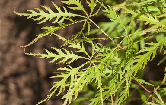Acer palmatum 'Dissectum Viridis' Acer palmatum 'Dissectum Viridis'
