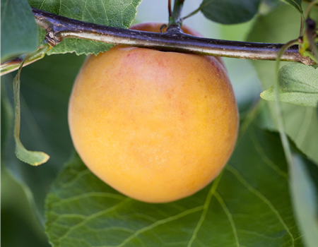 Prunus arm. 'Orangered'