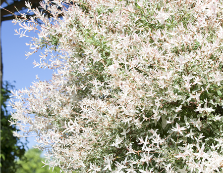 Salix integra 'Hakuro Nishiki' Salix integra 'Hakuro Nishiki'
