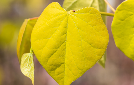 Cercis canadensis 'Golden Falls'