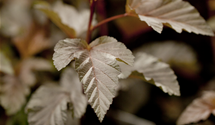 Fasanenspiere 'Lady in Red'®