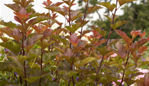 Fasanenspiere 'Lady in Red'®