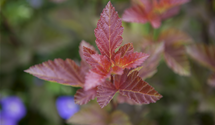 Fasanenspiere 'Lady in Red'®