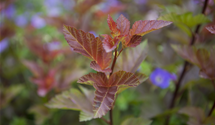 Fasanenspiere 'Lady in Red'®
