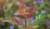Fasanenspiere 'Lady in Red'®
