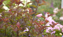 Fasanenspiere 'Lady in Red'®