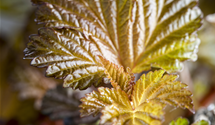 Fasanenspiere 'Lady in Red'®