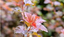 Fasanenspiere 'Lady in Red'®