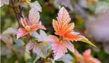 Fasanenspiere 'Lady in Red'®
