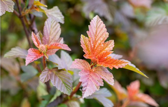 Physocarpus opulifol. 'Lady in Red'