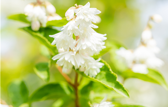 Deutzia scabra 'Plena'