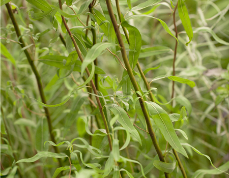 Salix matsudana 'Tortuosa'