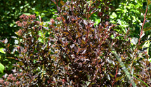Fasanenspiere 'Little Devil'®