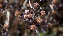 Fasanenspiere 'Little Devil'®