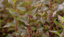 Fasanenspiere 'Little Devil'®