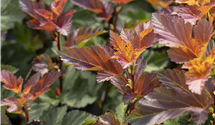 Fasanenspiere 'Little Devil'®