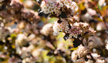 Fasanenspiere 'Little Devil'®