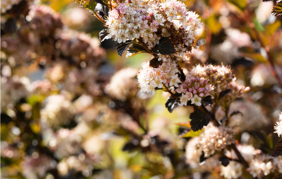 Physocarpus opulifol. 'Little Devil'