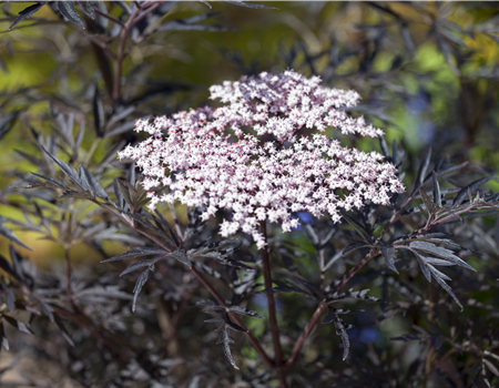 Sambucus nigra 'Black Lace'