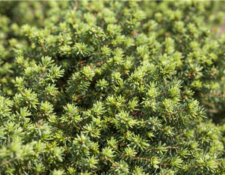 Picea abies 'Little Gem' Picea abies 'Little Gem'