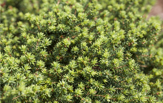 Picea abies 'Little Gem' Picea abies 'Little Gem'