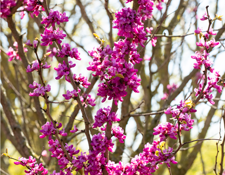 Cercis chinensis 'Avondale'