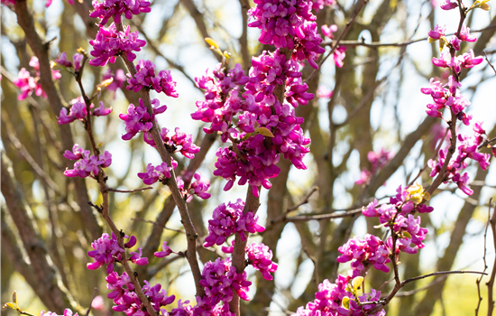 Cercis chinensis 'Avondale'