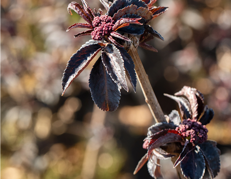 Sambucus nigra 'Black Tower'