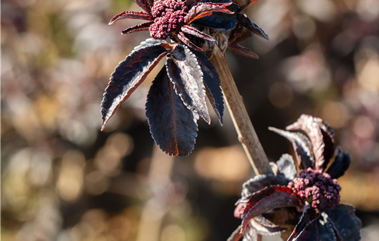 Sambucus nigra 'Black Tower'