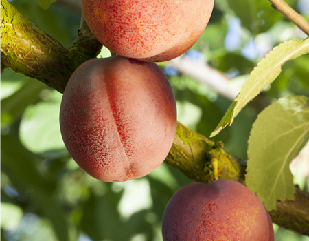 Prunus arm.'Bergeron'
